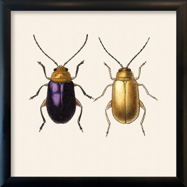 Purple and Gold Beetles. Mini Print