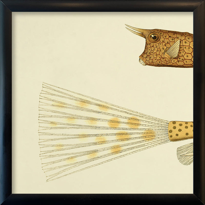 Longhorn Cowfish Head and Tail. Mini Print