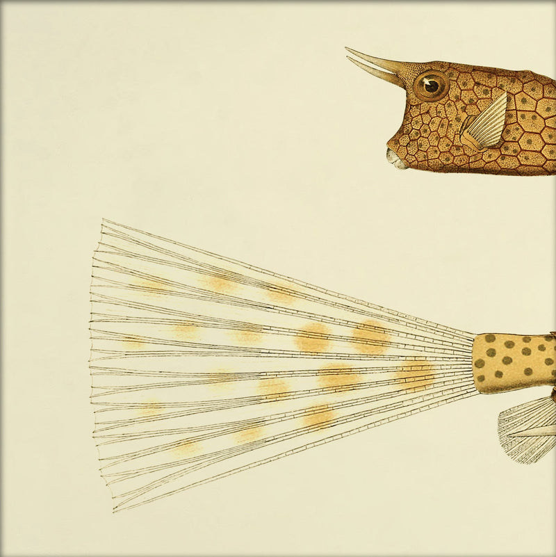 Longhorn Cowfish Head and Tail. Mini Print