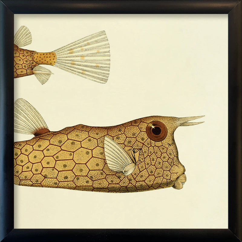 Longhorn Cowfish (Ostracion Cornutus) Tail and Head. Mini Print
