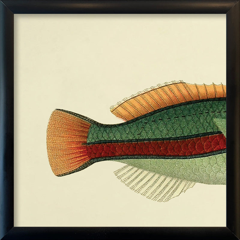 Ohua (Stethojulis Albovittata)Tail. Mini Print