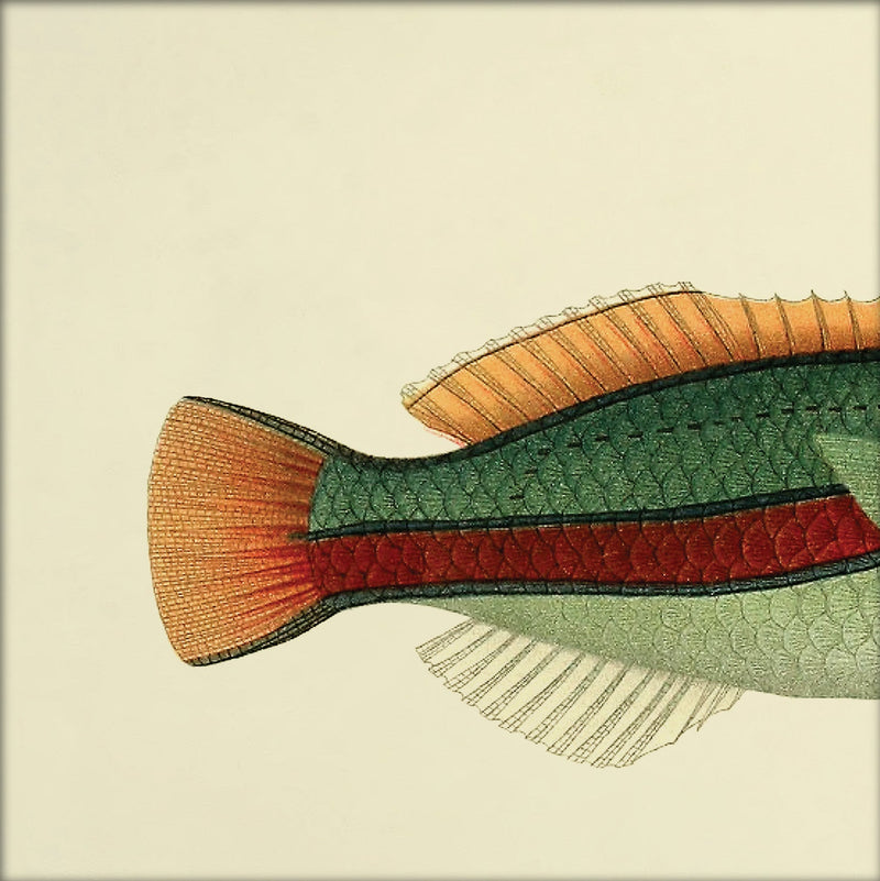 Ohua (Stethojulis Albovittata)Tail. Mini Print