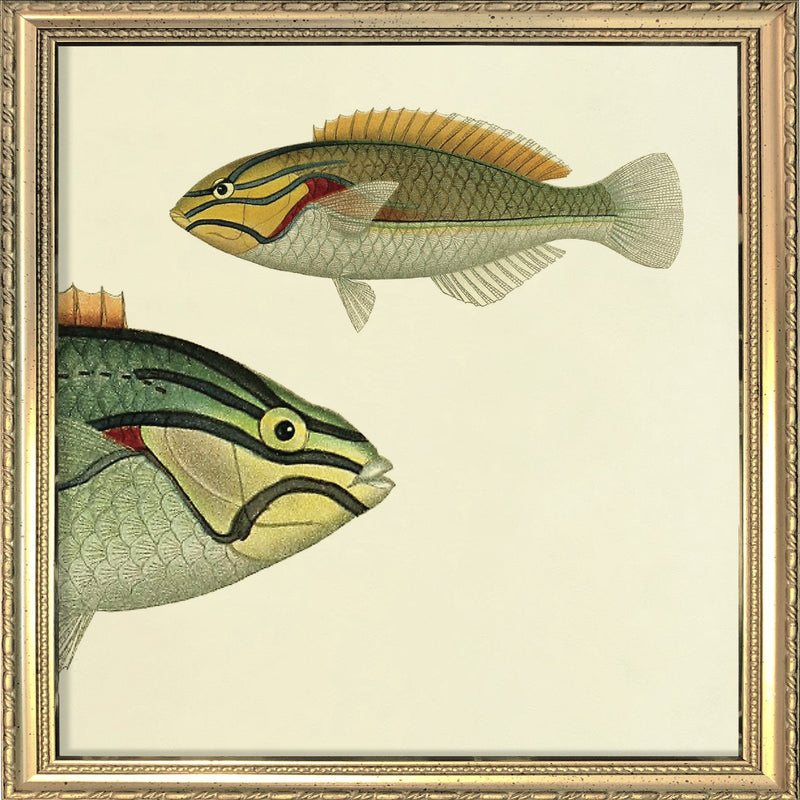 Ohua (Stethojulis Albovittata) Head and Wrasse (Stethojulis Castum). Mini Print