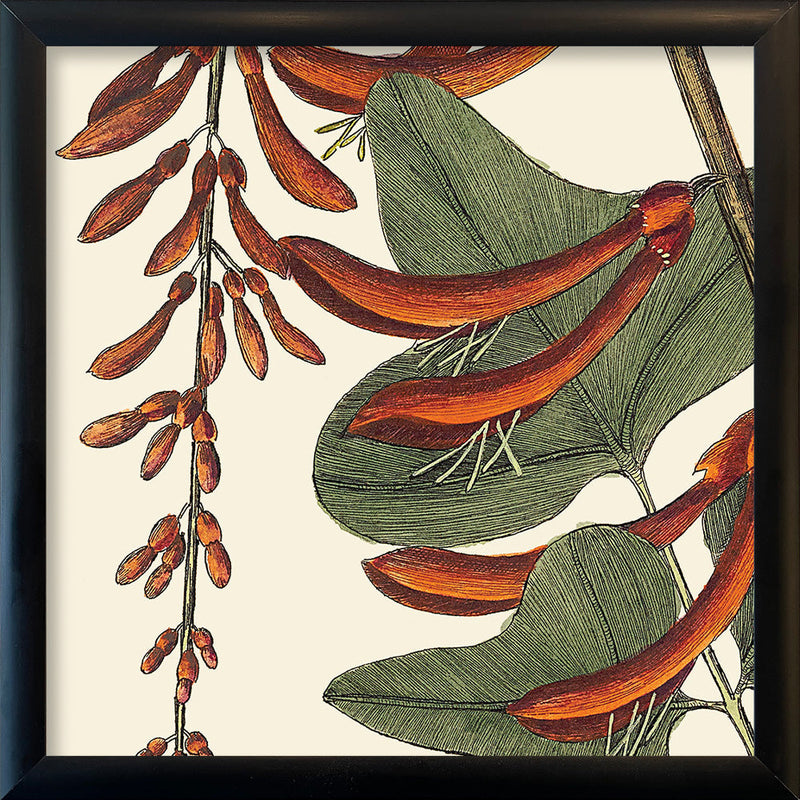 Red Corallodendrum Close Up. Mini Print