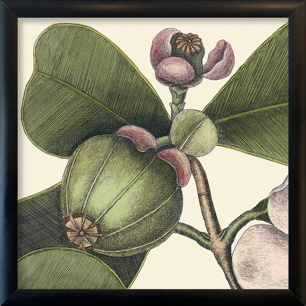 Balsam Tree Close Up. Mini Print