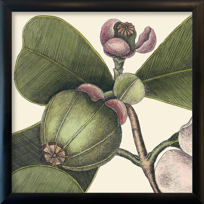 Balsam Tree Close Up. Mini Print