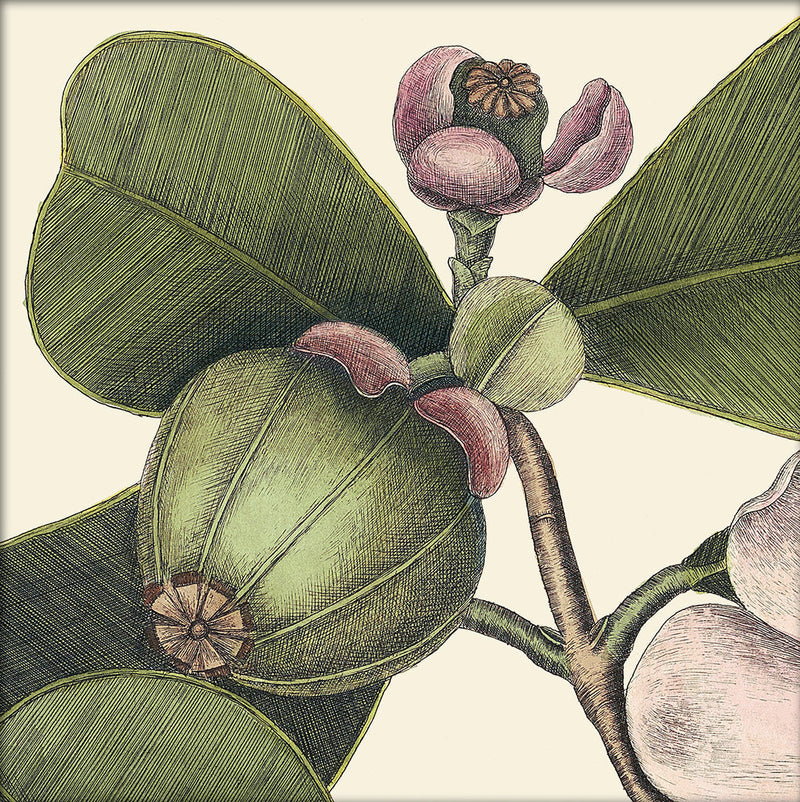 Balsam Tree Close Up. Mini Print