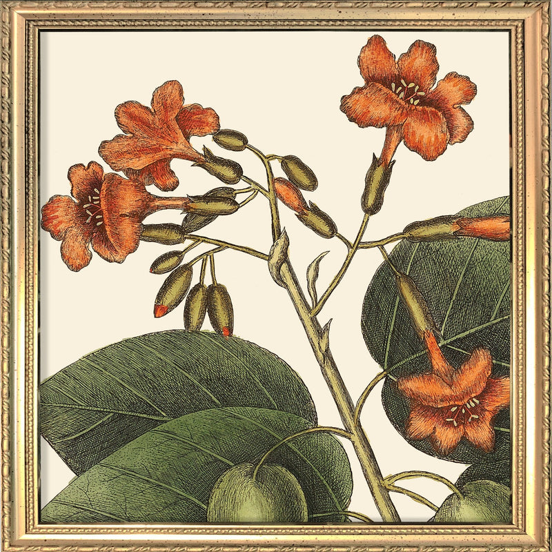 Orange Flower Close Up. Mini Print