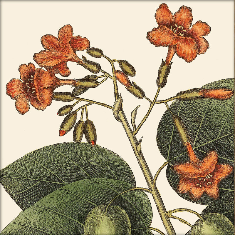 Orange Flower Close Up. Mini Print