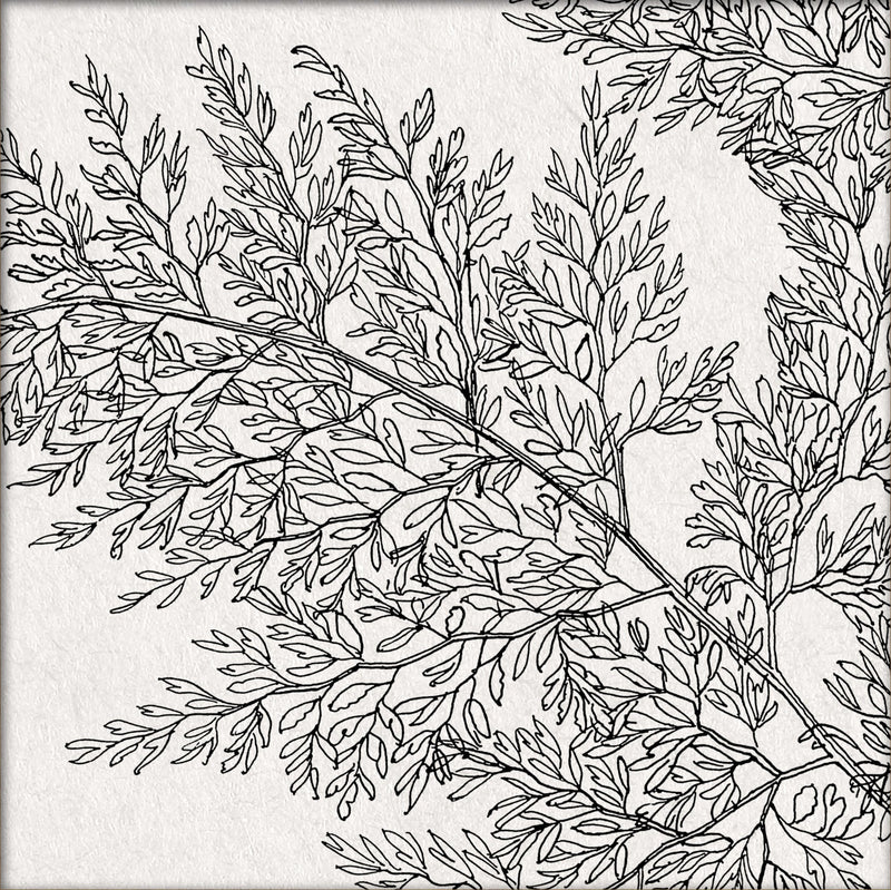 Botanical Study XIII. Mini Print