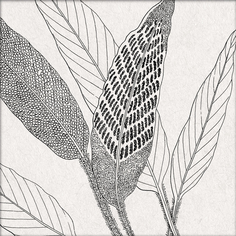 Botanical Study XV. Mini Print