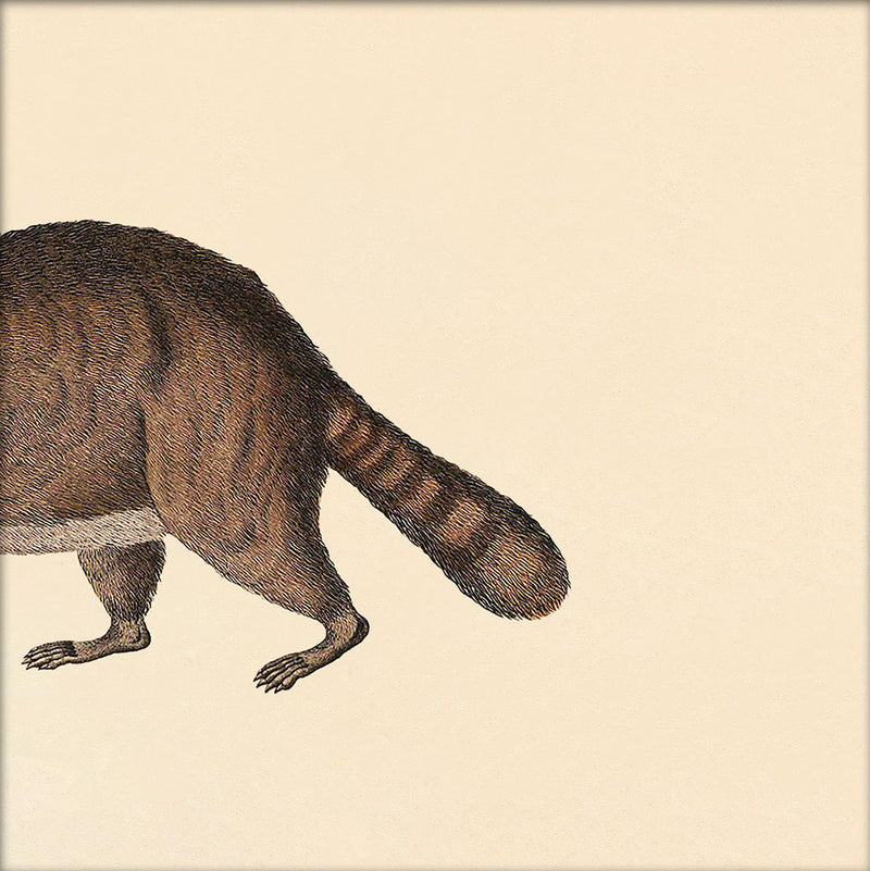 Raccoon Rear. Mini Print