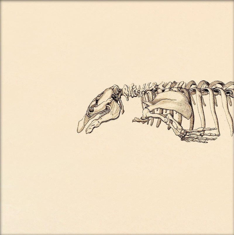 Seacow (Sirenia) Skeleton Head. Mini Print
