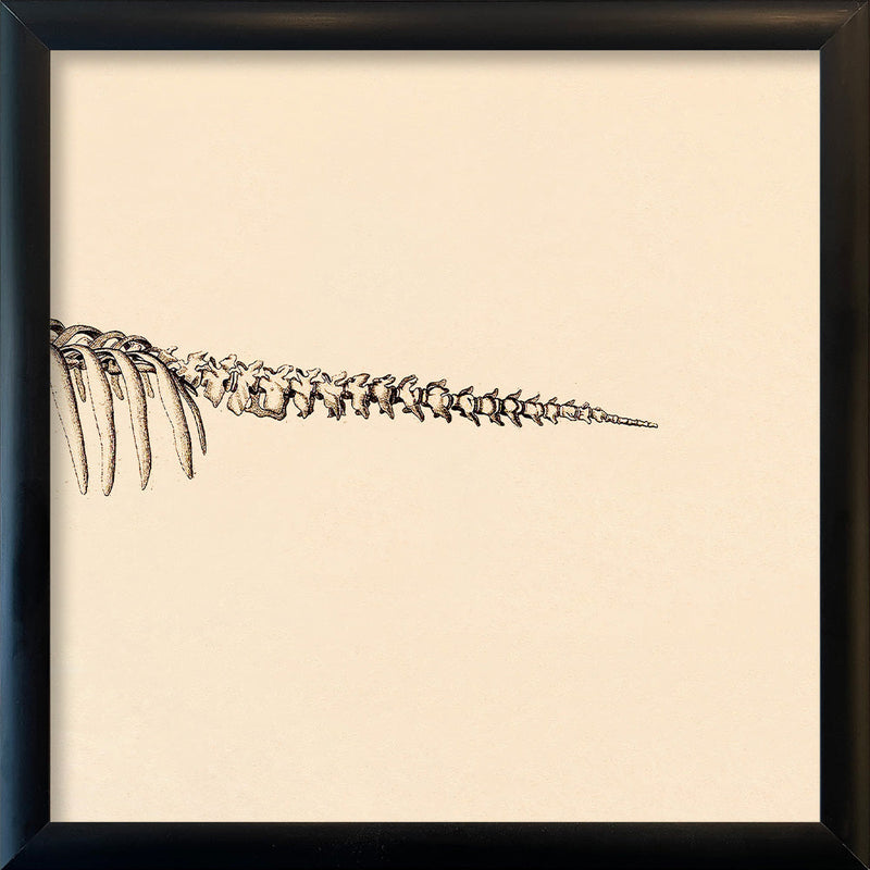 Seacow (Sirenia) Skeleton Rear. Mini Print
