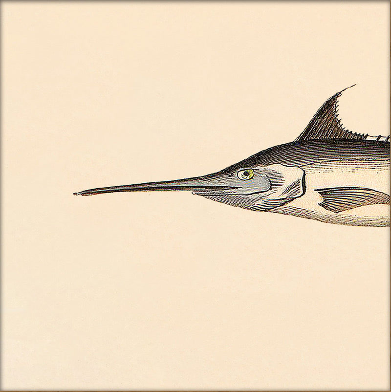 Sword Fish Head. Mini Print