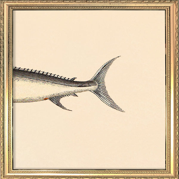Sword Fish Rear. Mini Print