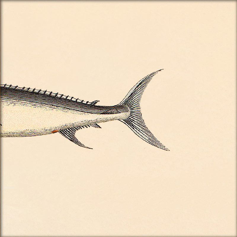 Sword Fish Rear. Mini Print
