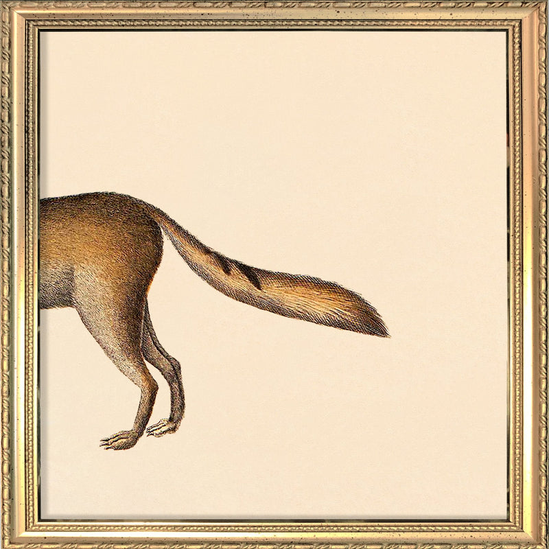 Fox Rear. Mini Print