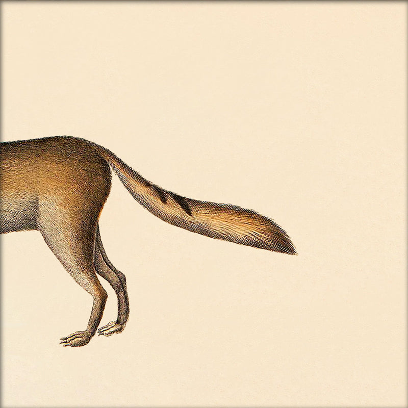 Fox Rear. Mini Print