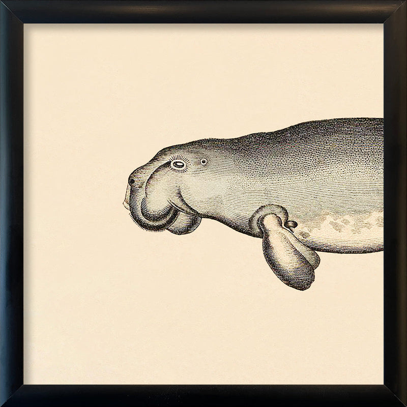 Seacow (Dugong) Head. Mini Print