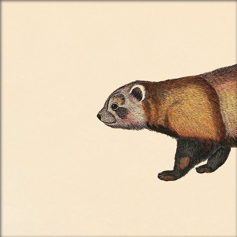 Raccoon Head. Mini Print