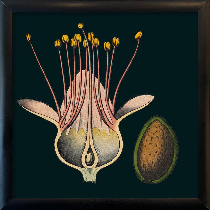 Almond Flower Details. Mini Print