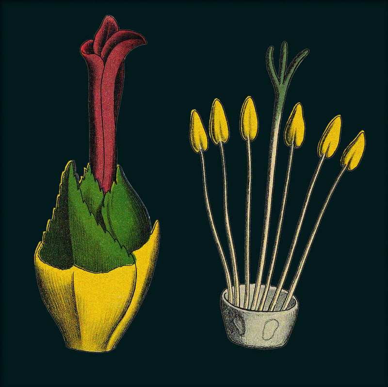 Pineapple Details. Mini Print