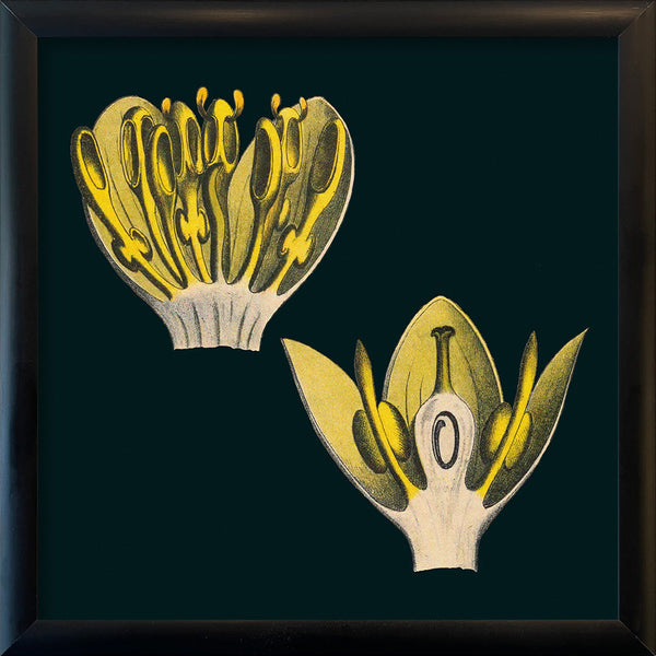 Bay Leaves Details. Mini Print