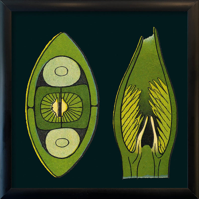 Coffee Bean Details. Mini Print