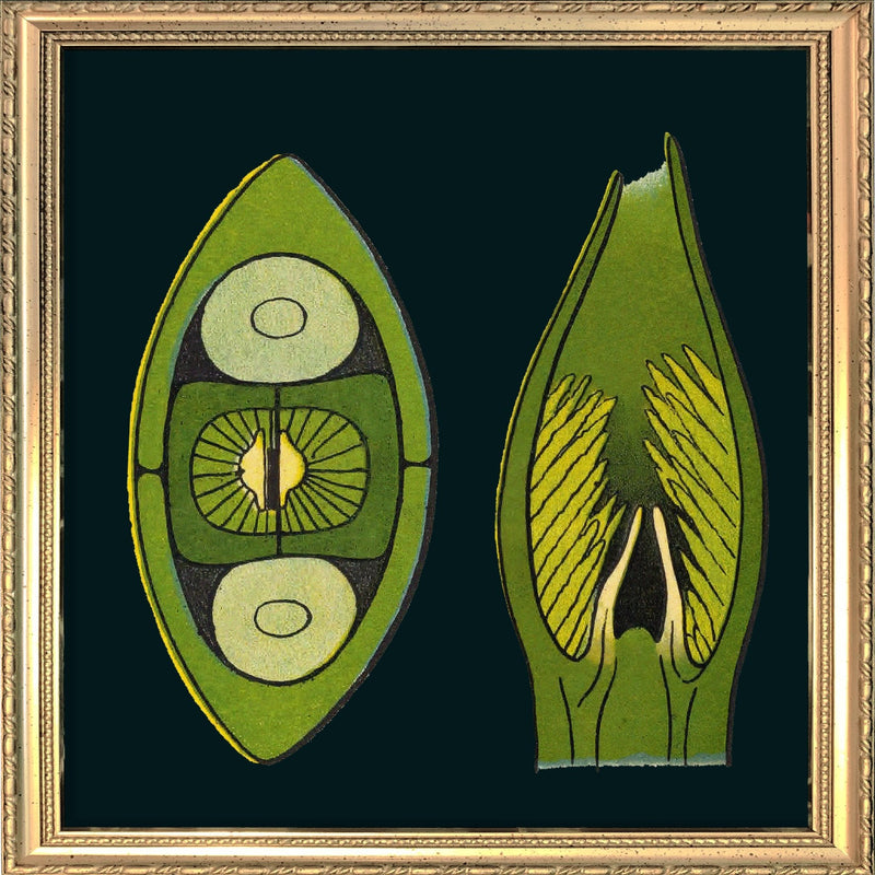 Coffee Bean Details. Mini Print