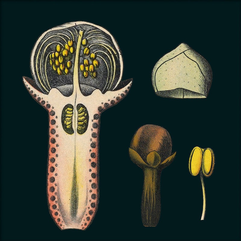 Cloves Details. Mini Print