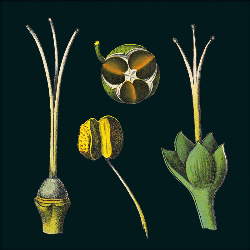 Tea Details. Mini Print