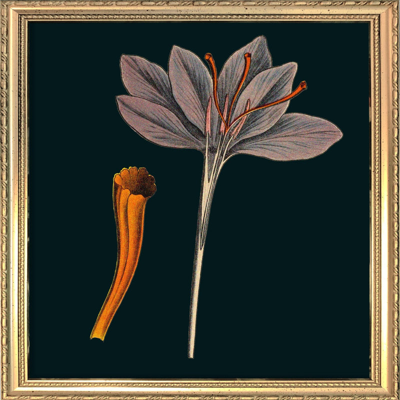 Saffron Details. Mini Print