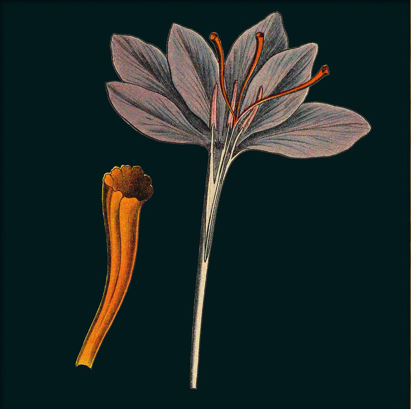 Saffron Details. Mini Print