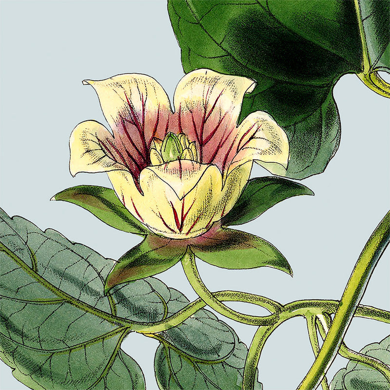 Yellow and pick flower. Mini Print