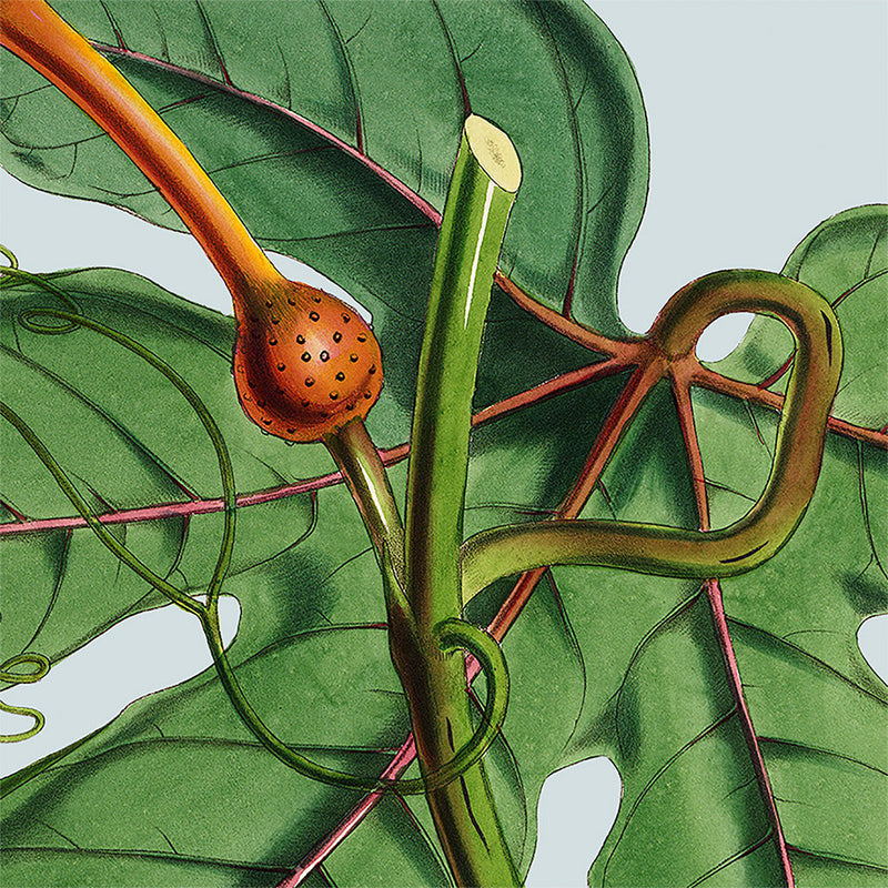 Detail of flower. Mini Print