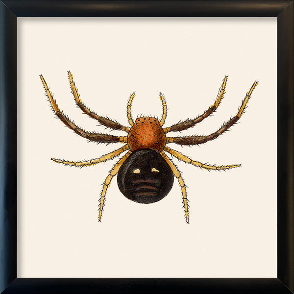 Spider. Mini Print
