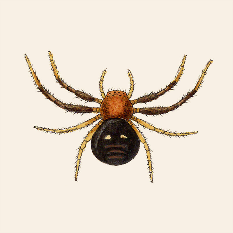 Spider. Mini Print