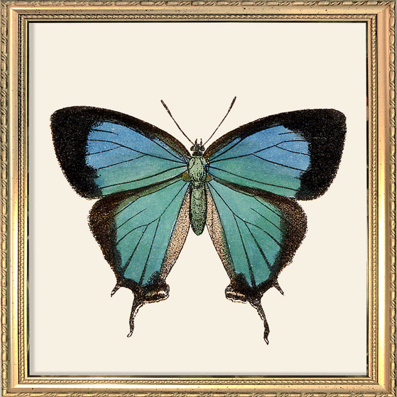 Blue Butterfly. Mini Print