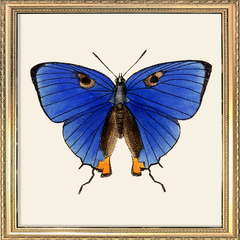 Blue Butterfly. Mini Print