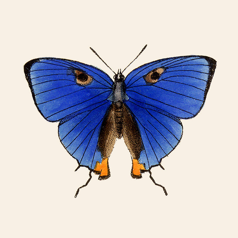 Blue Butterfly. Mini Print