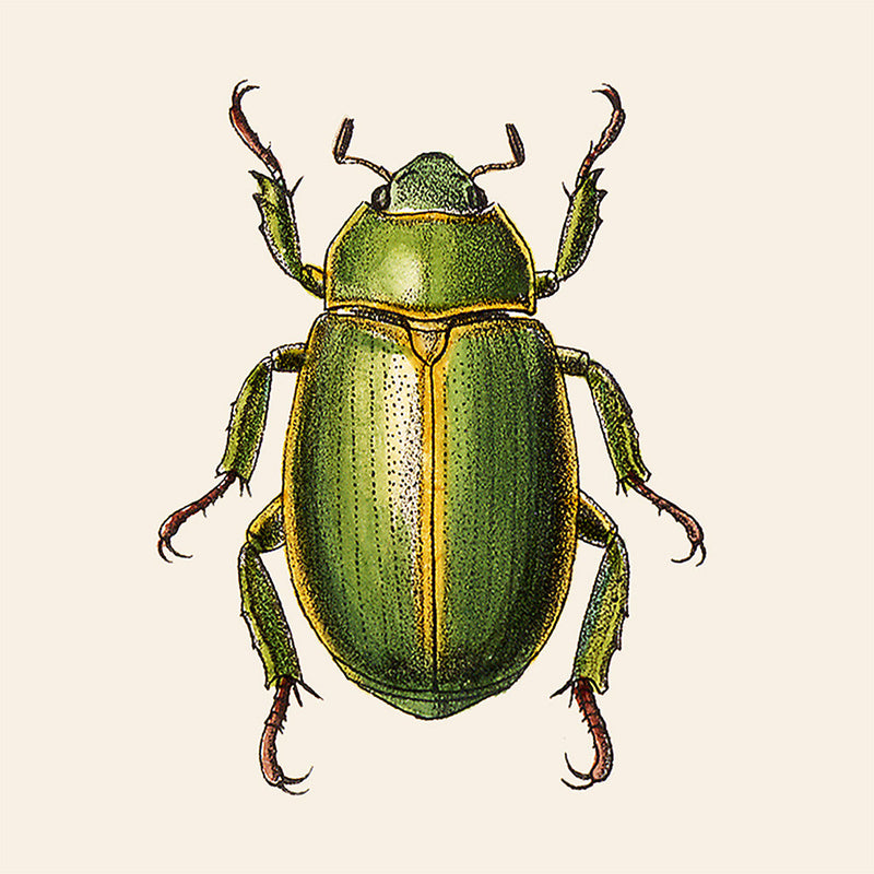 Green Insect. Mini Print