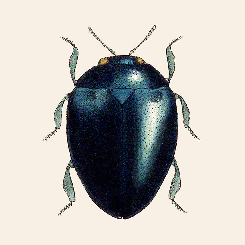 Black Beetle. Mini Print