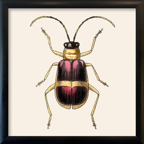 Purple and Gold Insect. Mini Print