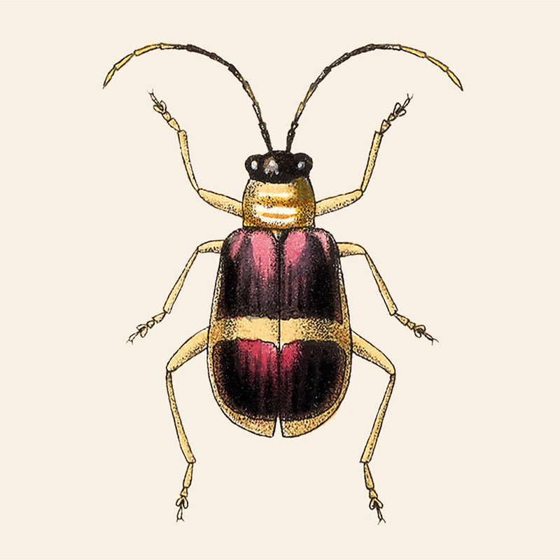 Purple and Gold Insect. Mini Print
