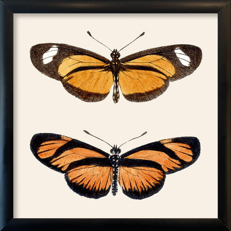 Orange Butterflies. Mini Print