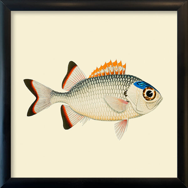 Orange, white and blue fish. Mini Print