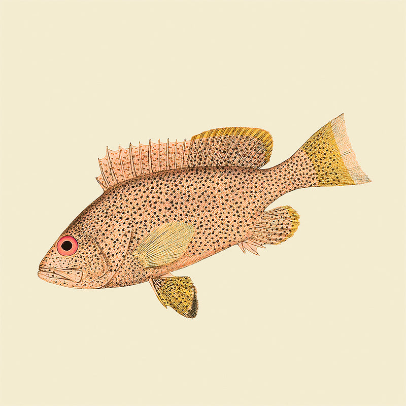 Light Pink Fish. Mini Print
