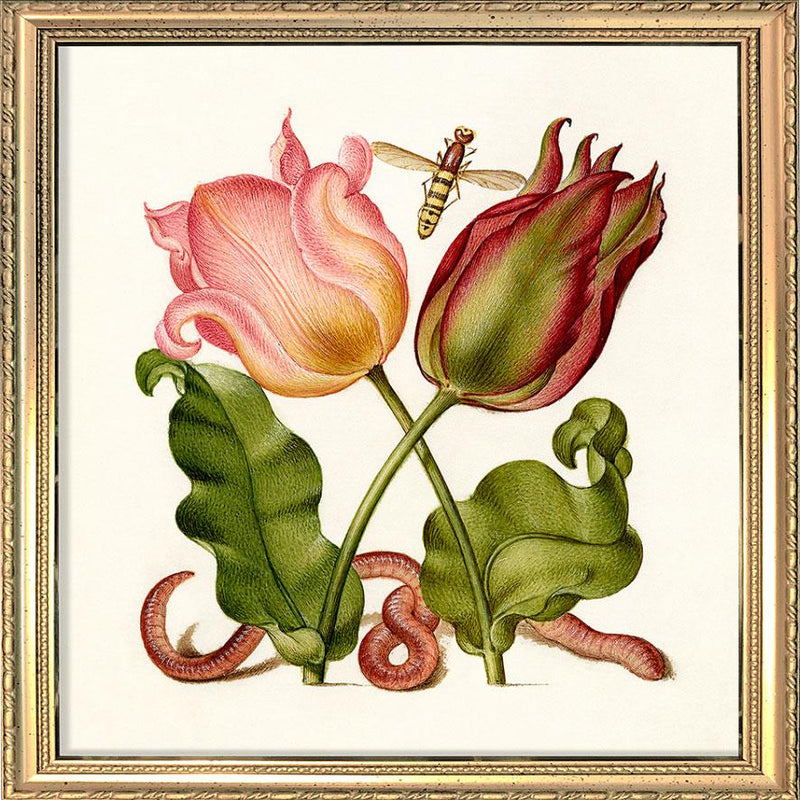 Worm and Tulips