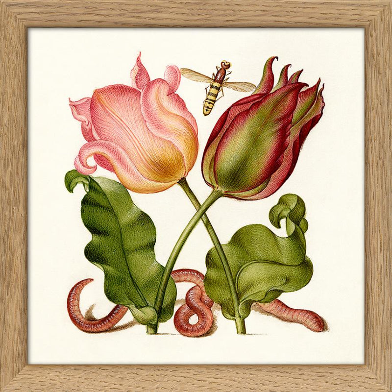 Worm and Tulips